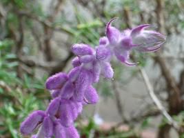 ジュアンのハーブ