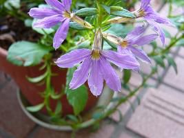 ジュアン　１０月の料理教室お知らせです。