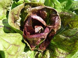 ジュアン　畑のめぐみ、新鮮野菜