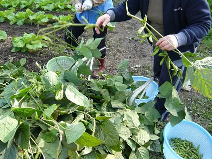 ジュアン　畑のめぐみ　新鮮枝豆