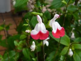 ジュアンから料理教室の緊急のお知らせです。