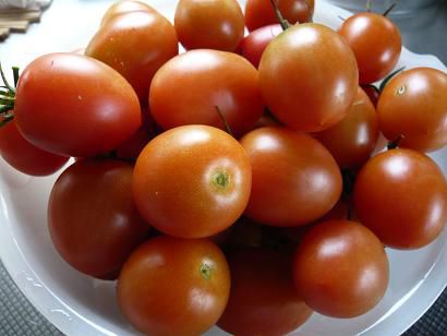 ジュアン　まだまだ取れるぞ畑のトマト