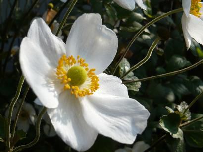 ジュアン「我が家の花たち」