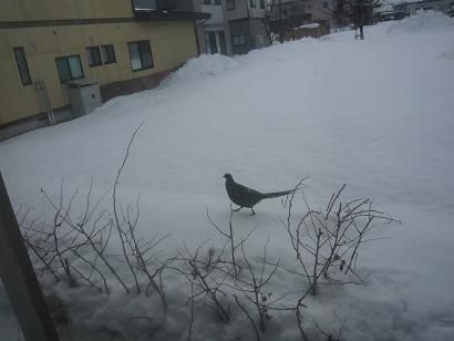 ジュアン「裏の畑に丸々と太ったキジ発見」