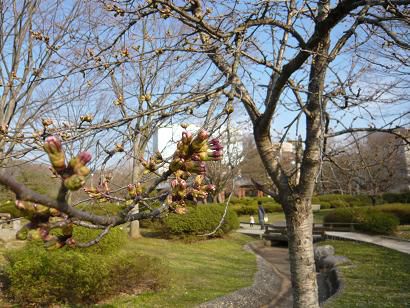 ジュアン「桜がもうすぐ咲きそうです」