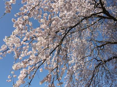 ジュアン｢桜　情報」長井つつじ公園