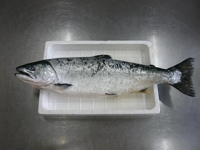 ジュアン「今日のうまい魚は　さくらマス」