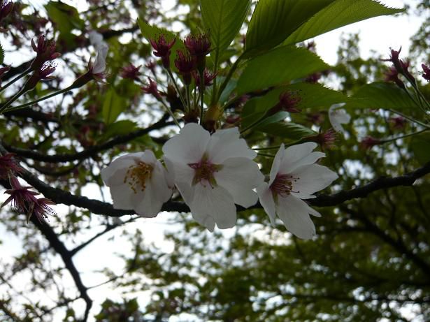 ジュアン「さくら　ソメイヨシノ」