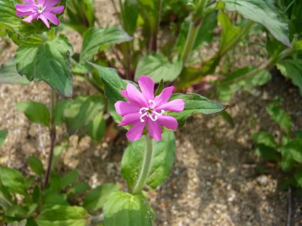 ジュアン「我が家のハーブの花」