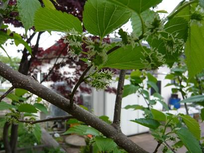 鳥が運んできた（たぶん）桑の木