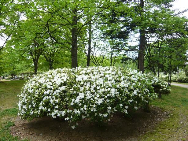 ジュアン「白つつじ公園」