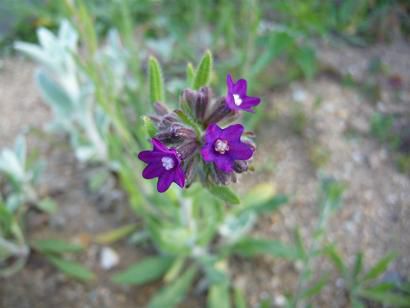 ジュアン「ハーブの花が咲き始めました」