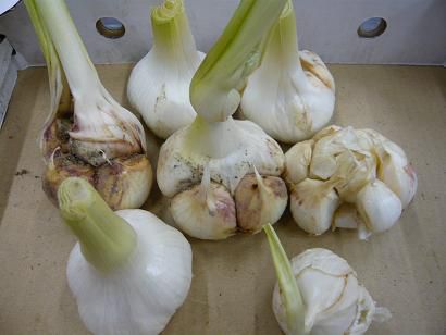 ジュアン「畑からとりたてのニンニクで」