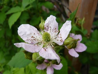ジュアン「満開のブラックベリーの花」