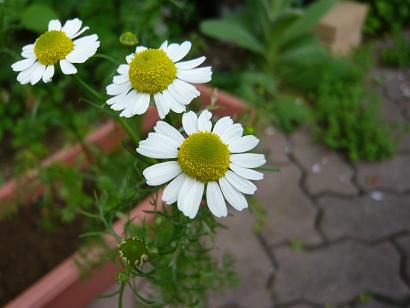 ジュアン「カモミールとサンドイッチ」