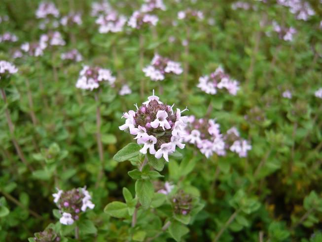 ジュアン「ハーブの花、タイム」