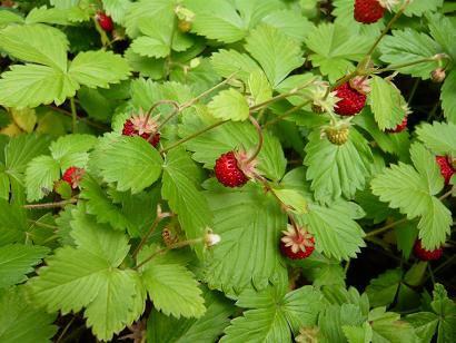 ジュアン「ワイルドストロベリー」