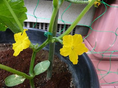 ジュアン「プランターきうり」