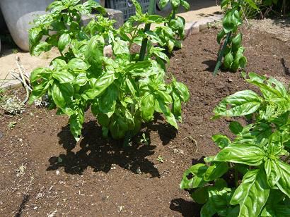 ジュアン「穴だらけのバジル」