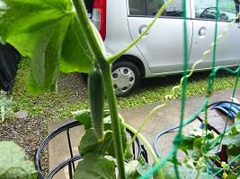 ジュアン「我が家のプランターキウリ」