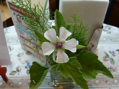 ジュアン「我が家のハーブ、マシュマロー」