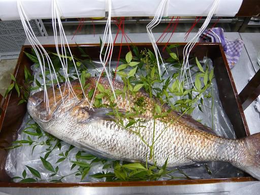 ジュアン「５Ｋ超の天然の真鯛」これは見事です。