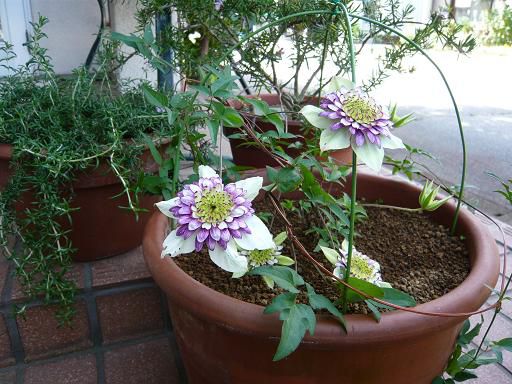 ジュアン「秋のハーブ」