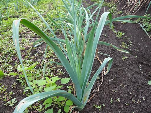 ジュアン「伊佐沢の後藤さんちの畑に来ています。」