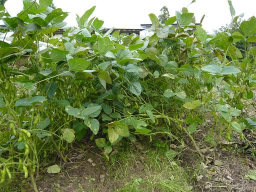 ジュアン「伊佐沢の加藤さんの畑から１０Ｋ超えの枝豆　」