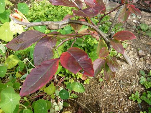 ジュアン「早くも紅葉と対照的なバジルの葉っぱ」