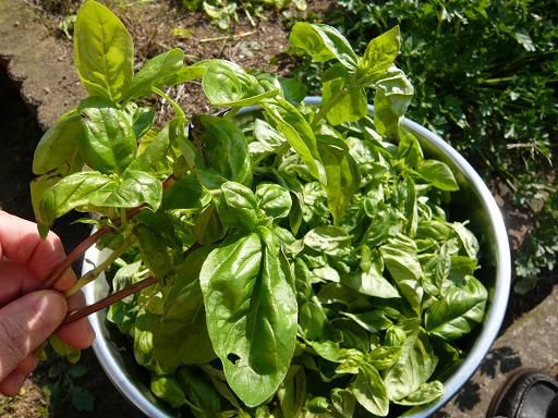 ジュアン「今年最後のバジルの摘み取り」