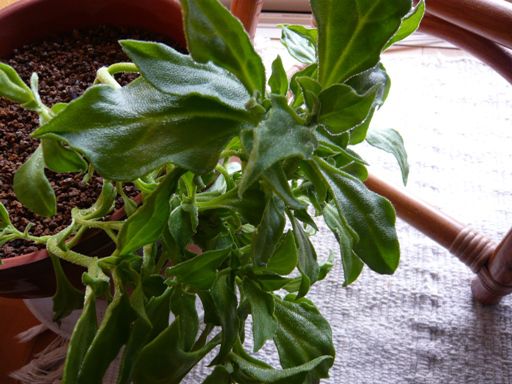 ジュアン「食べるとしょっぱい葉っぱ」