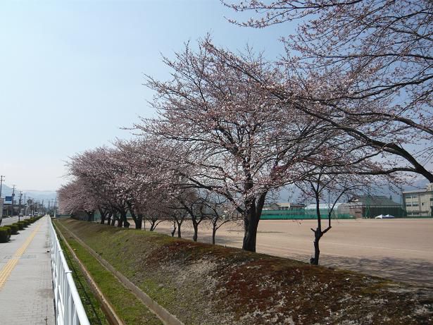 ジュアン「去年の桜の開花と桜ランチ」