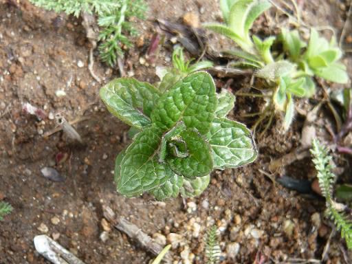ジュアン「ハーブの芽吹き」