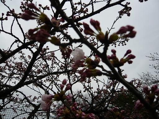 ジュアン「桜　咲いてましたよ！！」