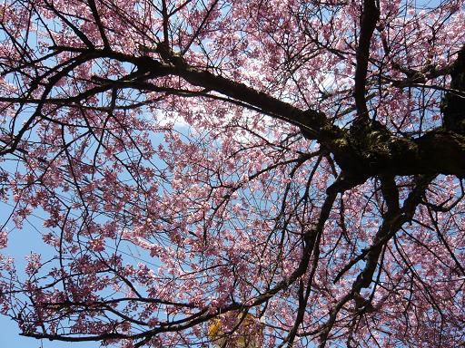 ジュアン「今日の桜とお花見ランチ」