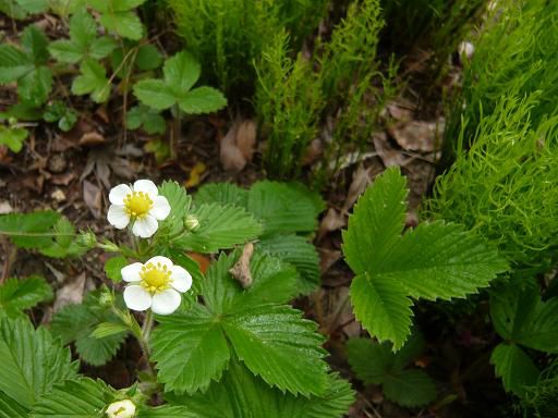 ジュアン「ワイルドストロベリーの花」
