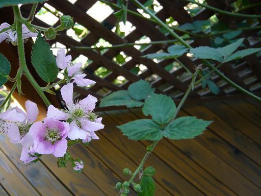 ジュアン「一週間がかりで」