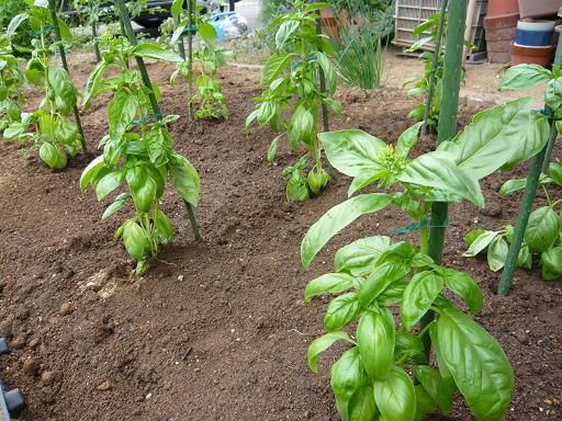 ジュアン「雨が降りそうなので今日はハーブの定植をいています。」