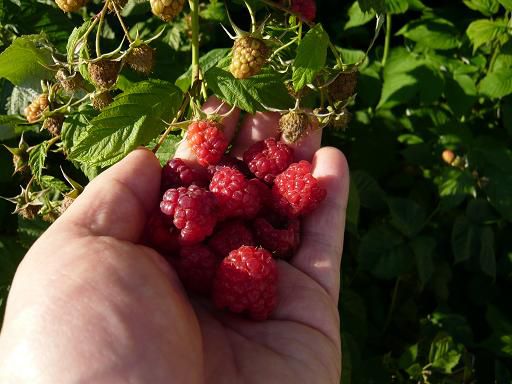 ジュアン「今年初収穫のフランボワーズ」