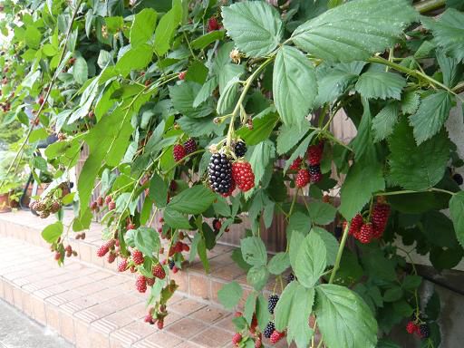 ジュアン「鈴なりのブラックベリーでジャム作り」