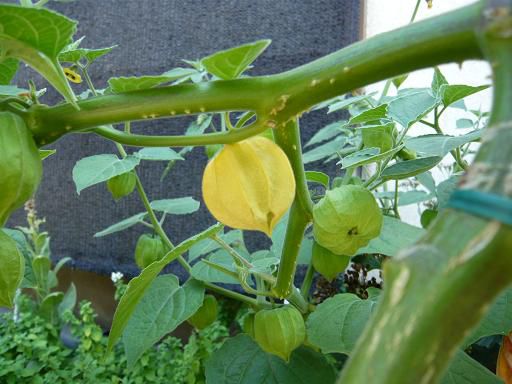 ジュアン「生食用のほうずき」