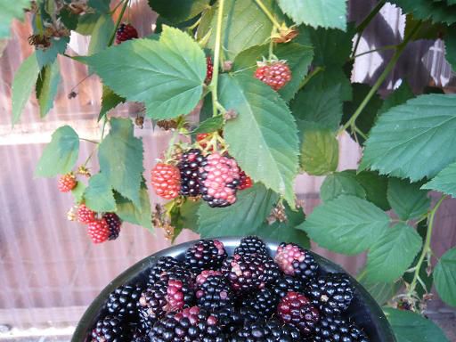 ジュアン「最盛期のブラックベリーで作るジャム」