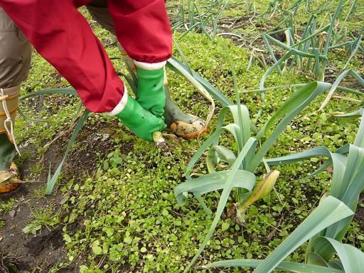 ジュアン「伊佐沢の畑でポワローの収穫」