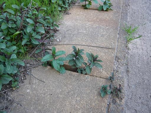 ジュアン「ど根性」