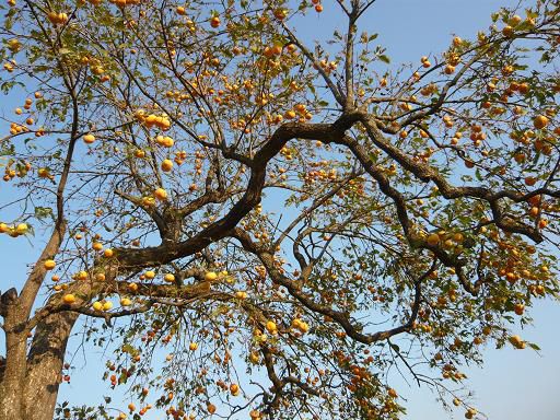 ジュアン「秋空と柿の木とお米のスイーツ」