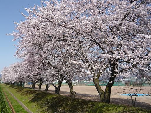 ジュアン「桜満開」