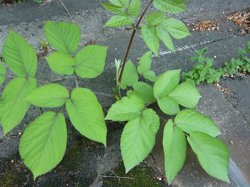 ジュアン「今週のお知らせ」
