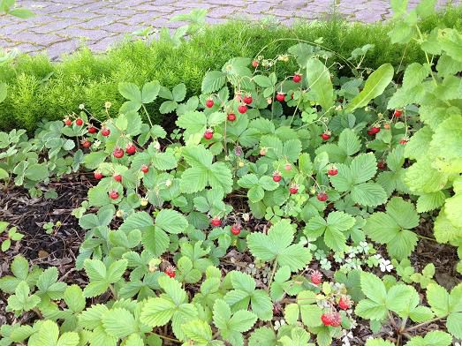 ジュアン「料理教室」