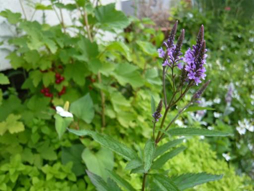 ジュアン「今週のお知らせ」